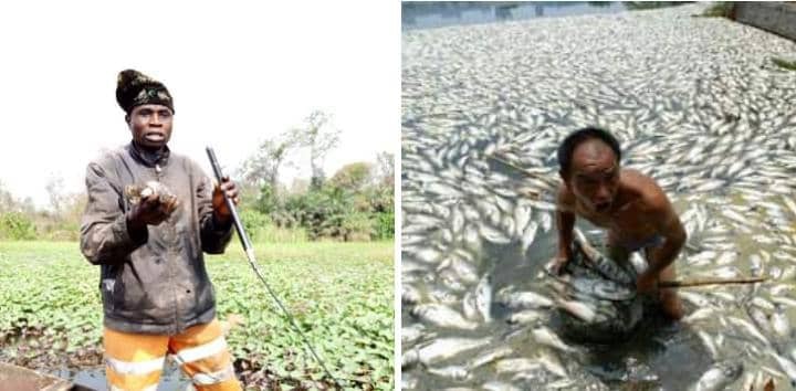 The Wages of Improper Waste Disposal. (Series II)